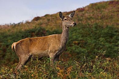 伊苏和轨迹系列开发商Falcom正在开发一款重制作品 预计年内公布细节