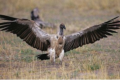 《关键奇异鸟》发售版本与日期调整公告